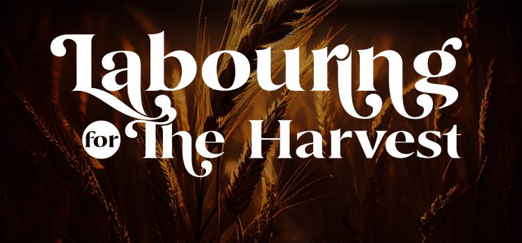 Labouring for Harvest by Bro.Joseph Ukam